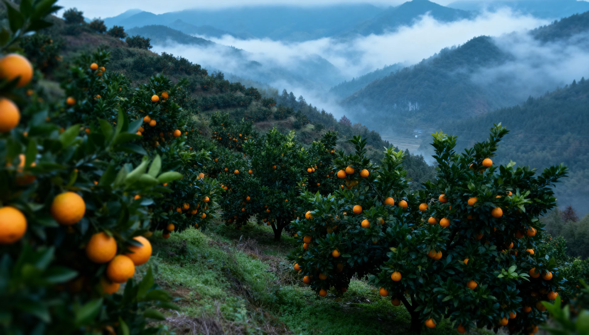 永兴冰糖橙果园风光