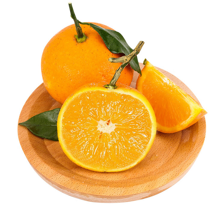 永兴冰糖橙果实特写